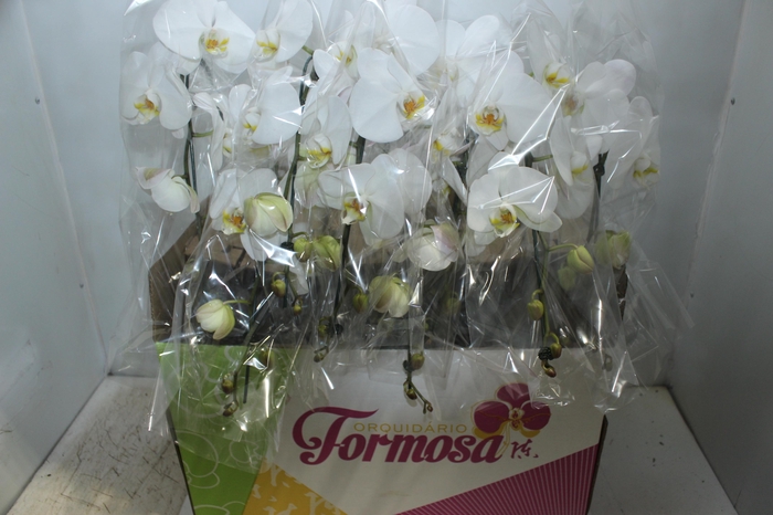 <h4>PHALAENOPSIS CASCATA P15 BRANCO MIN 8 FLS</h4>