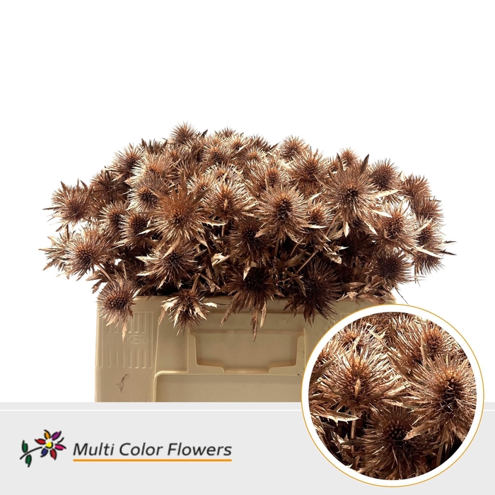 <h4>Eryngium Koper</h4>
