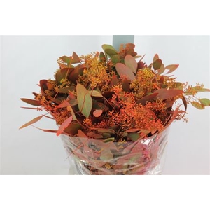 Euca Populus Bes Herfst Kort 180 Gram