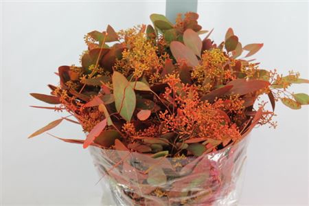 <h4>Euca Populus Bes Herfst Kort 180 Gram</h4>
