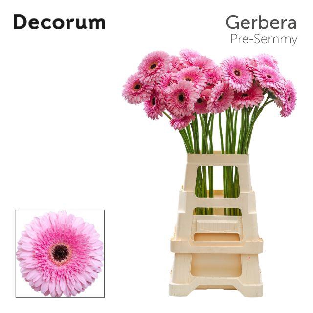 <h4>Gerbera Pre-Semmy Water x40 Lang</h4>