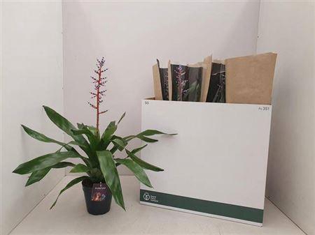 <h4>Aechmea Blue Rain</h4>