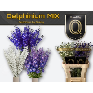 DELPH DU GEM FUST 80CM MIX