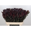 Leucadendron Saf Sunset Dark R.