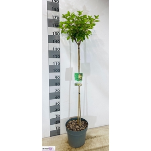 HYDR PA GRANDIFLORA