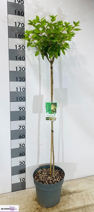 <h4>HYDR PA GRANDIFLORA</h4>