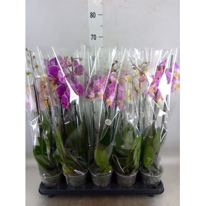 Phalaenopsis   ...mix