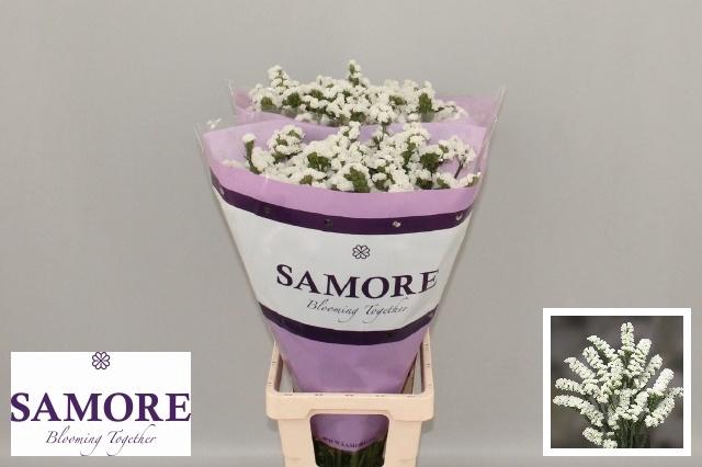 <h4>LIM S SILV SUN BIRDS</h4>