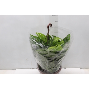 MONSTERA ADANSONII C21 PENDENTE