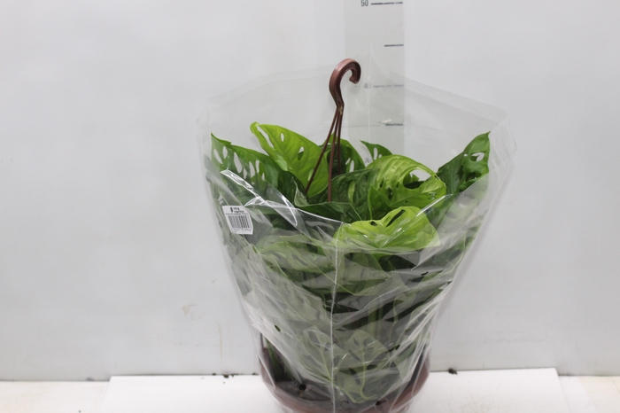 <h4>MONSTERA ADANSONII C21 PENDENTE</h4>