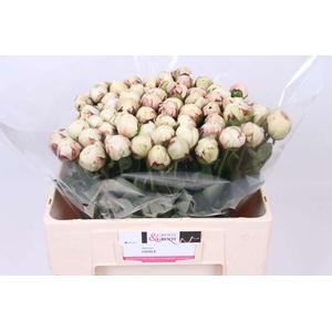 Paeonia Odile