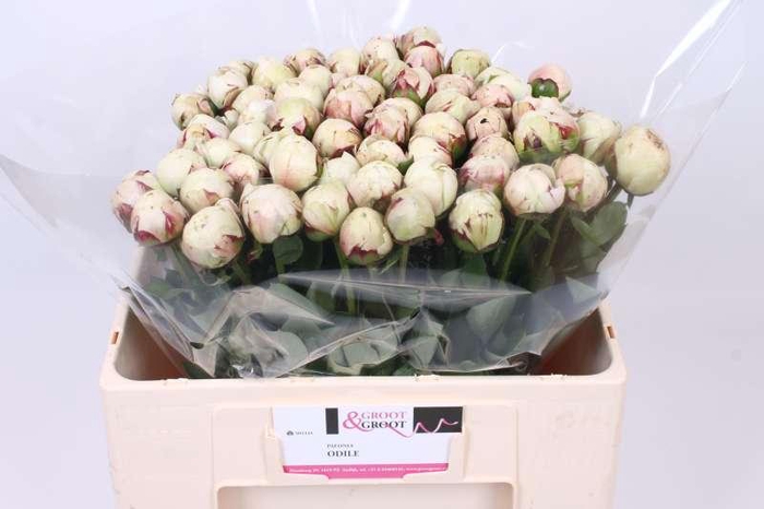 <h4>Paeonia Odile</h4>