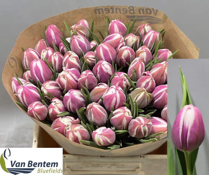 <h4>TU DU VALESKA</h4>