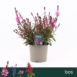 Gaura Lindheimeri, Gaudi Red