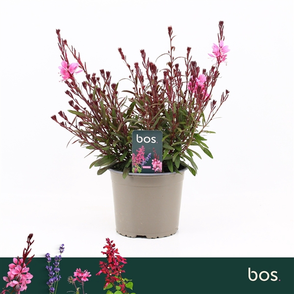 <h4>Gaura Lindheimeri, Gaudi Red</h4>