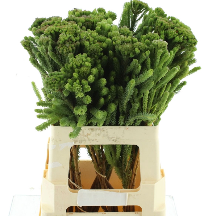 <h4>Kaaps Albiflora Green</h4>