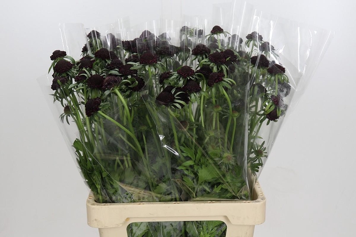 Scabiosa Focal Blackberry XXL