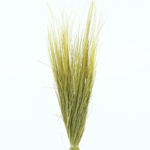 Dried Stypa Penata Light Yellow Bs