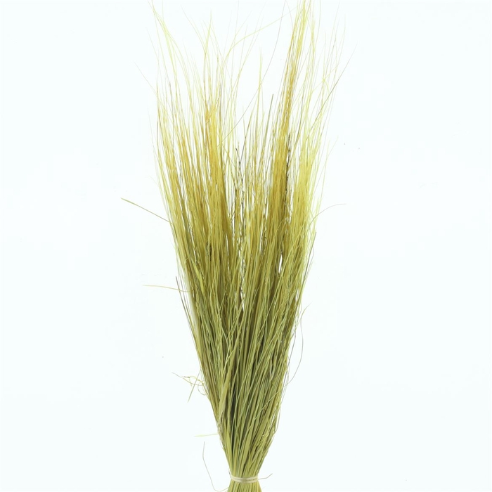 <h4>Dried Stypa Penata Light Yellow Bs</h4>