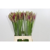 Nerine Mister Nick