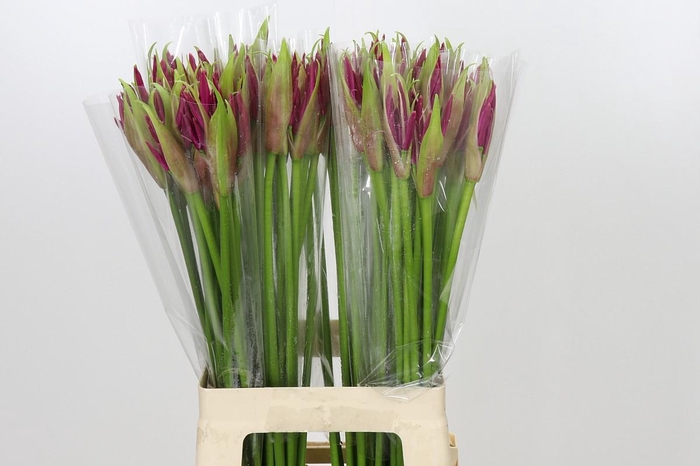 <h4>Nerine Mister Nick</h4>