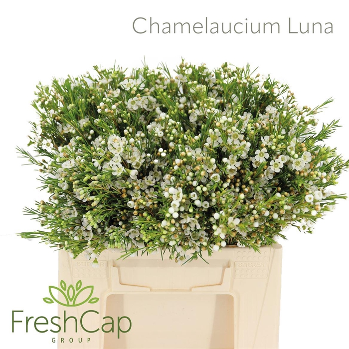 <h4>Chamelaucium uncinatum 'Luna'</h4>