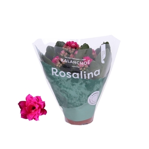 Kalanchoe Rosalina 06cm Don Victorio paars
