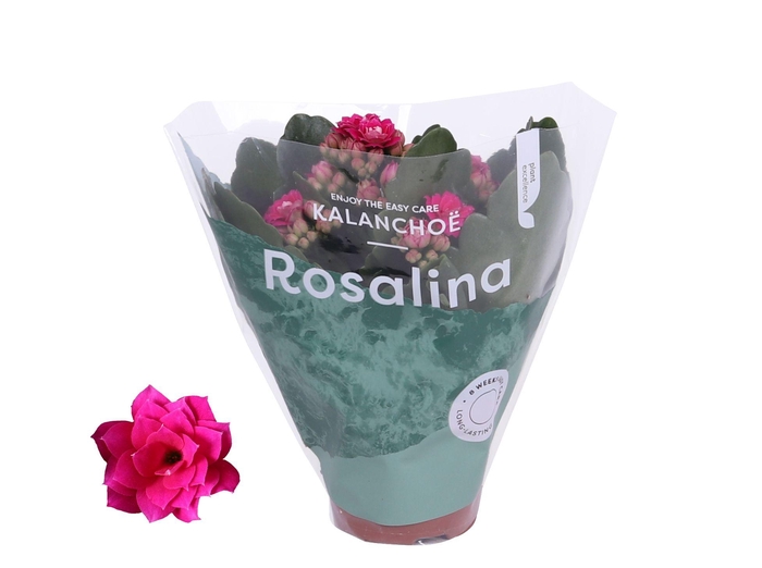 <h4>Kalanchoe Rosalina 06cm Don Victorio paars</h4>