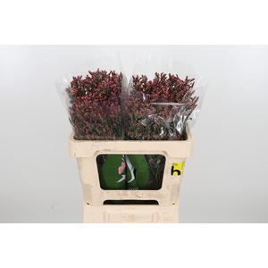 Lim Sin Scar Diamond