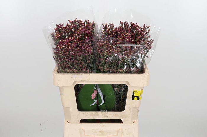 <h4>Lim Sin Scar Diamond</h4>