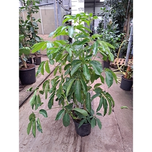 Schefflera Amate bush 160