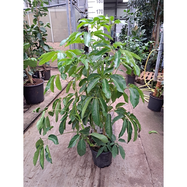 <h4>Schefflera actinophylla 'Amate'</h4>