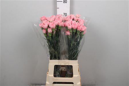 <h4>Di St Pink Verona</h4>