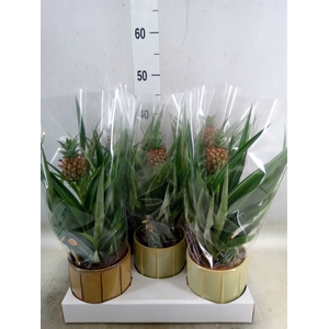 Ananas  'Mi Amigo'