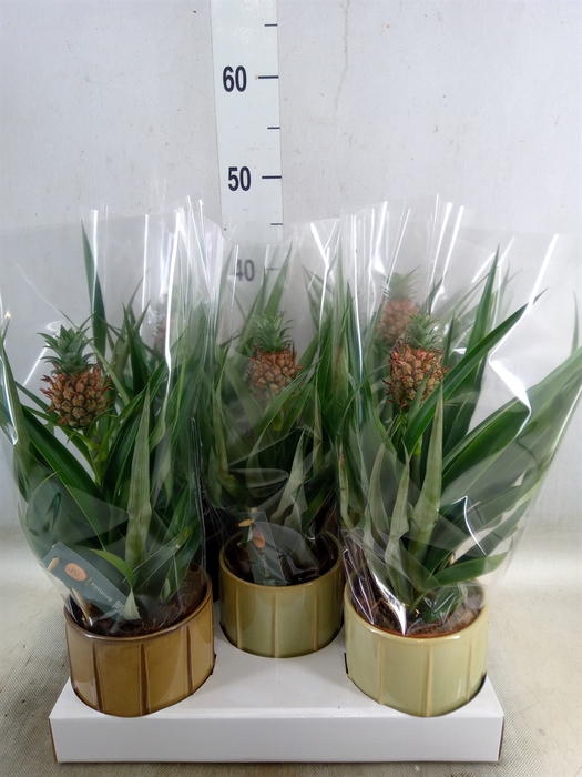 <h4>Ananas  'Mi Amigo'</h4>