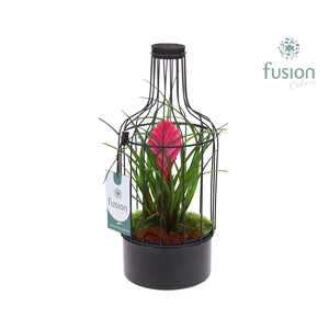 Fles metaal zwart Small met Tillandsia