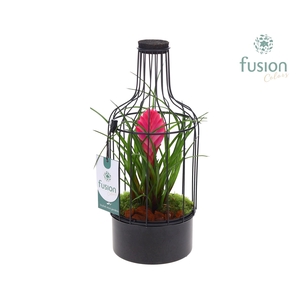 Metaal fles zwart Small met Tillandsia