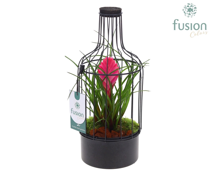 <h4>Metaal fles zwart Small met Tillandsia</h4>
