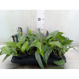 Epipremnum pinn. 'Cebu Blue'