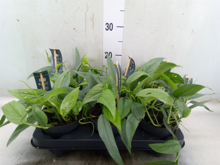 <h4>Epipremnum pinn. 'Cebu Blue'</h4>