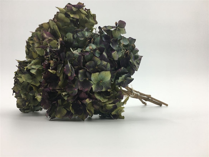 <h4>Dried Hydrangea Amethyst Bunch</h4>