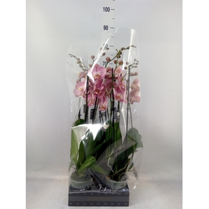 Phalaenopsis   ...
