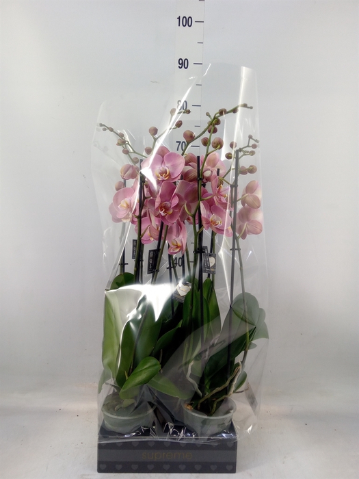 <h4>Phalaenopsis   ...</h4>