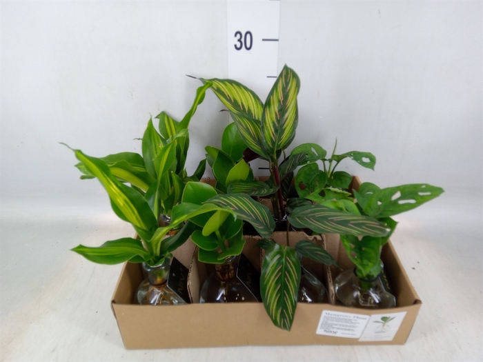 <h4>Planten  ..mix</h4>