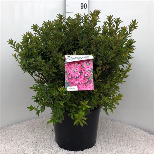 <h4>Rhodo. (AJ) 'Mad. van Hecke' pink</h4>