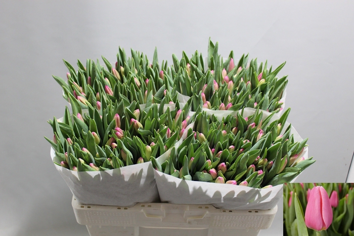 <h4>TU EN MOLTO AMATA</h4>