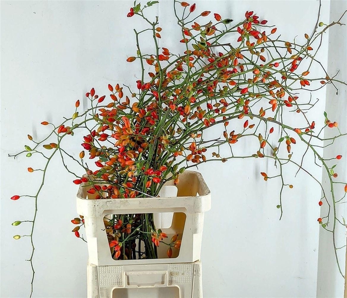 <h4>Rosa Zaffiro</h4>