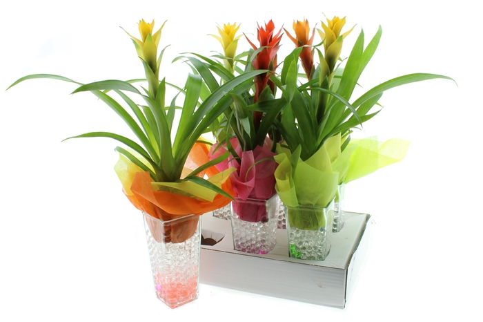 ARR GUZMANIA