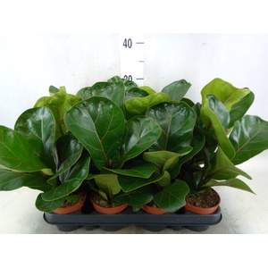 Ficus lyrata 'Bambino'