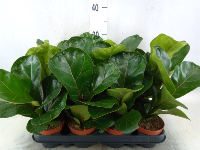 <h4>Ficus lyrata 'Bambino'</h4>